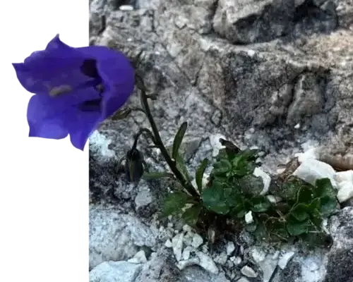 Blume im Fels